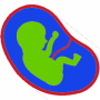 foetus-rbv.png